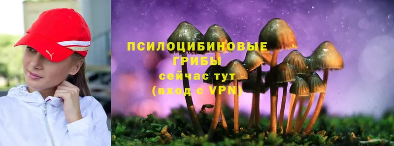 Псилоцибиновые грибы Cubensis  площадка телеграм  Игра 